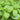 Lemon Balm