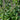 Holy Basil