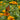 Mad Meadow Wildflower Mix
