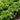 Green Leaf Lettuce